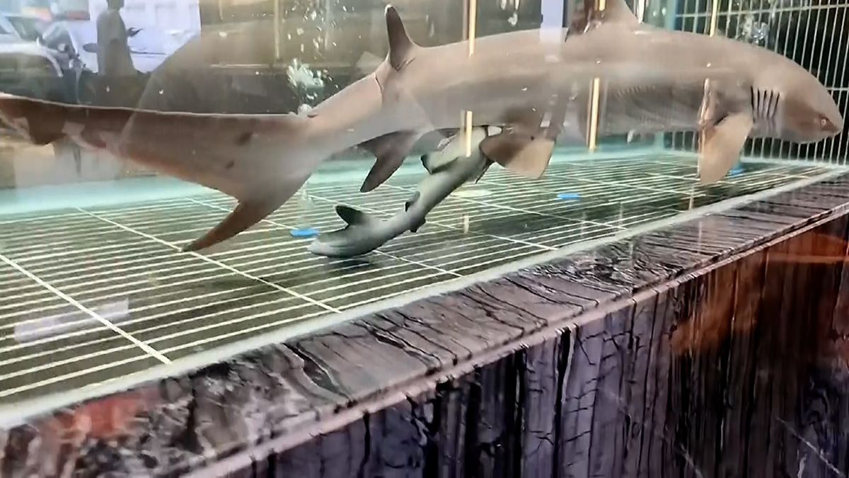 Žralok připravil zákazníkům restaurace nečekanou podívanou